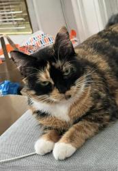 Lost Female Cat last seen leicester , Leicester, England LE5 3NJ