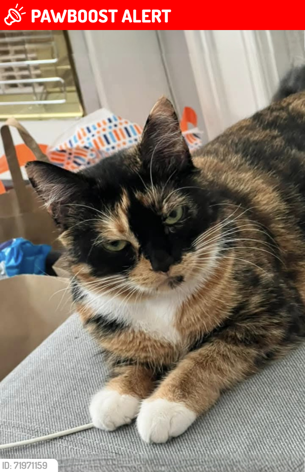 Lost Female Cat last seen leicester, Leicester, England LE5 3NJ