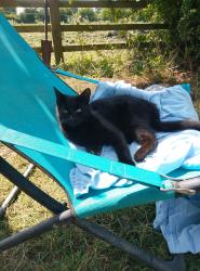 Lost Male Cat last seen Piggots scrapyard , Strensall, England YO32 5TN