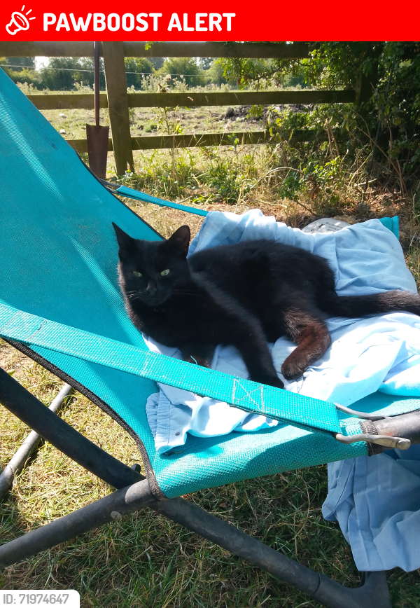 Lost Male Cat last seen Piggots scrapyard , Strensall, England YO32 5TN