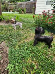 Lost Female Dog last seen Near April falls trail , Houston, TX 77083