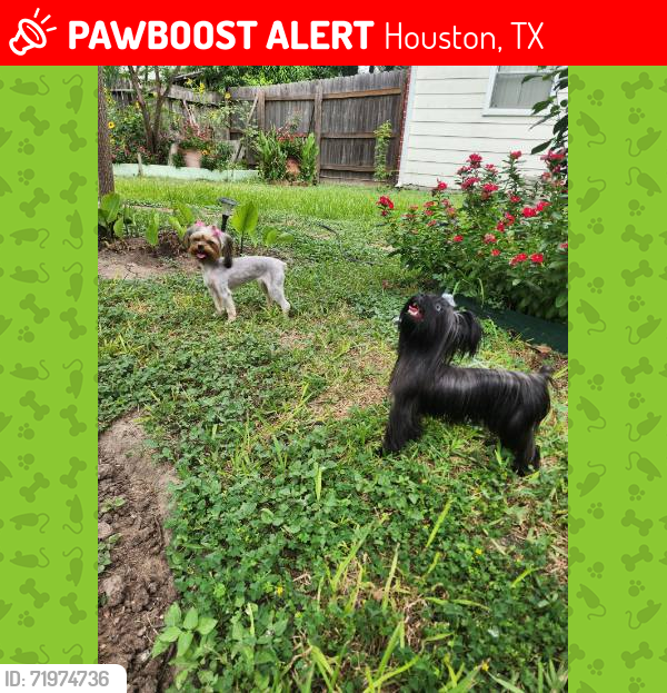 Lost Female Dog last seen Near April falls trail , Houston, TX 77083