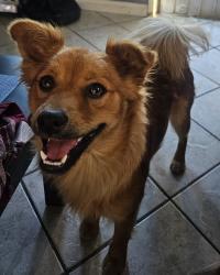 Lost Male Dog last seen Fineview ave., El Monte, CA 91732