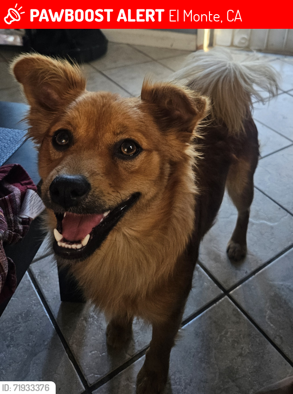 Lost Male Dog last seen Fineview ave., El Monte, CA 91732