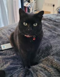 Lost Male Cat last seen The Philog, Whitchurch, Wales CF14 1DR