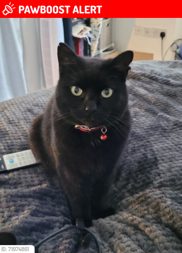 Lost Male Cat last seen The Philog, Whitchurch, Wales CF14 1DR