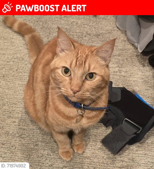 Lost Male Cat last seen Bolsa Chica/Heil or Bolsa Chica/Edinger, Huntington Beach, CA 92649