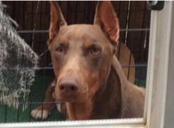 Reunited Male Dog last seen Green valley Ranch area, Denver, CO 80249