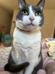 Lost Male Cat last seen The Estate at White Hall Vineyard, King George, VA 22485