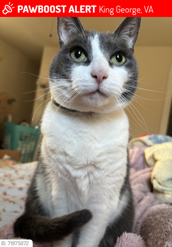 Lost Male Cat last seen The Estate at White Hall Vineyard, King George, VA 22485