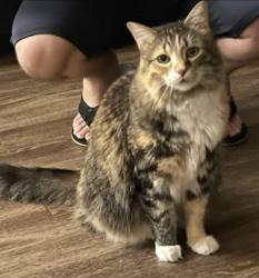 Lost Female Cat last seen Se 38th st, Ocala, FL 34471