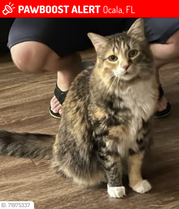 Lost Female Cat last seen Se 38th st, Ocala, FL 34471