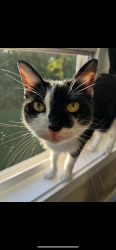 Lost Female Cat last seen Bluffton Cir and Ashland City Rd, Clarksville, TN 37043