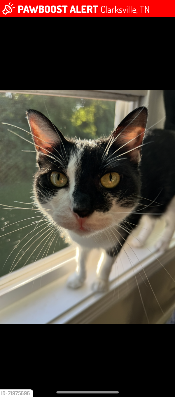 Lost Female Cat last seen Bluffton Cir and Ashland City Rd, Clarksville, TN 37043