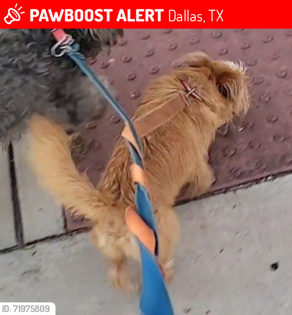 Lost Male Dog last seen CLARENDON, WESTMORELAND, JEFFERSON, , Dallas, TX 75211