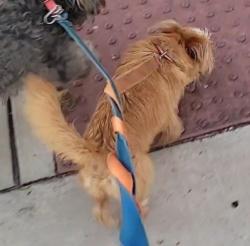 Lost Male Dog last seen CLARENDON, WESTMORELAND, JEFFERSON, , Dallas, TX 75211