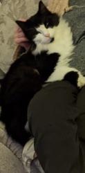Lost Male Cat last seen Marsh green and surrounding areas, Kitt Green, England WN5 0JT