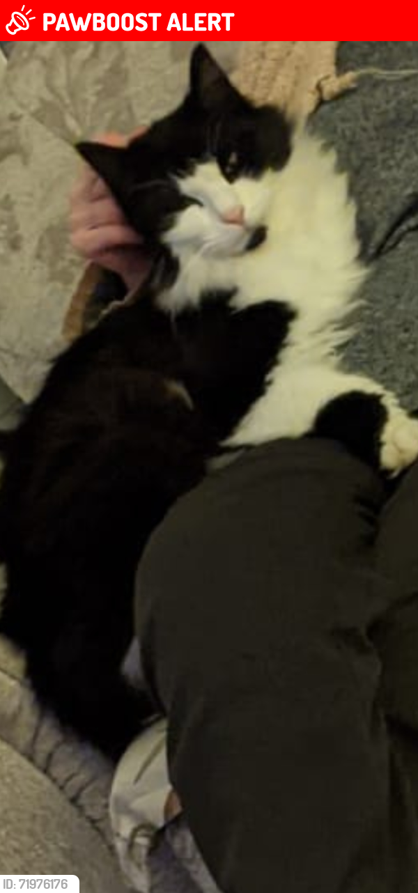 Lost Male Cat last seen Marsh green and surrounding areas, Kitt Green, England WN5 0JT