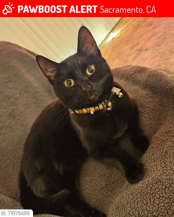 Lost Female Cat last seen Hillsdale Blvd, Sacramento, CA 95842, Sacramento, CA 95842