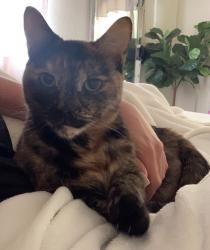 Lost Female Cat last seen Cassius street , Land O' Lakes, FL 33549