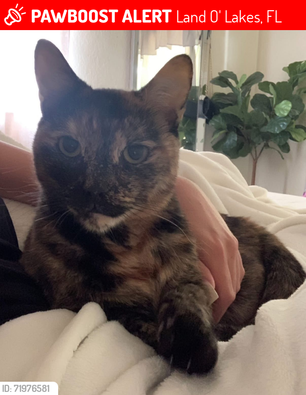 Lost Female Cat last seen Cassius street , Land O' Lakes, FL 33549