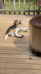 Lost Female Dog last seen Lee High Drive, Huntsville, AL 35811