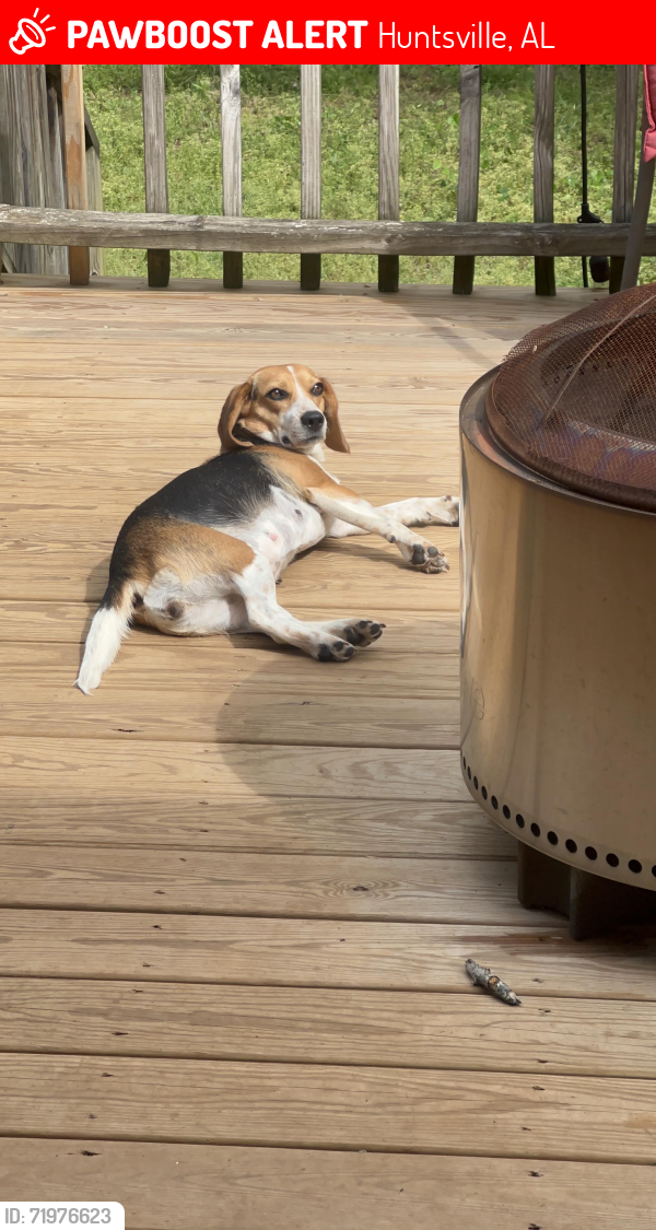 Lost Female Dog last seen Lee High Drive, Huntsville, AL 35811