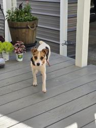 Lost Male Dog last seen Smoak Rd, Teamon Rd, East Mcintosh Rd, Griffin, GA 30223