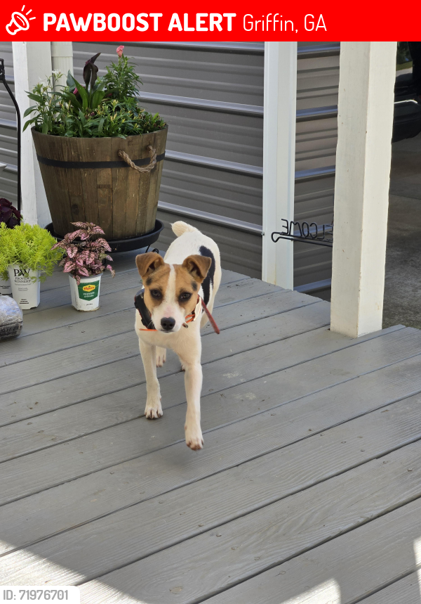 Lost Male Dog last seen Smoak Rd, Teamon Rd, East Mcintosh Rd, Griffin, GA 30223