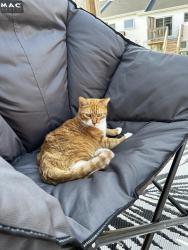 Lost Male Cat last seen Near norbert, Dieppe, NB E1A 9M5