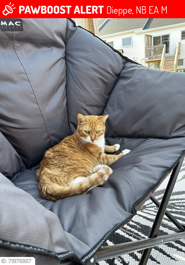 Lost Male Cat last seen Near norbert, Dieppe, NB E1A 9M5