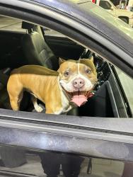 Lost Male Dog last seen 87th and Dalton Ave, near Manchester and Normandie , Los Angeles, CA 90047