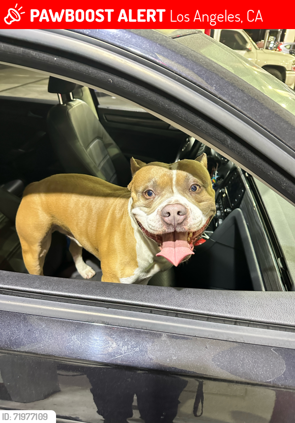 Lost Male Dog last seen 87th and Dalton Ave, near Manchester and Normandie , Los Angeles, CA 90047