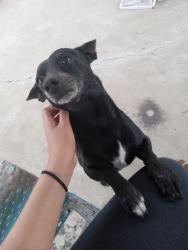 Lost Male Dog last seen 9th and 39th street near the power plant generators, Port Arthur, TX 77642