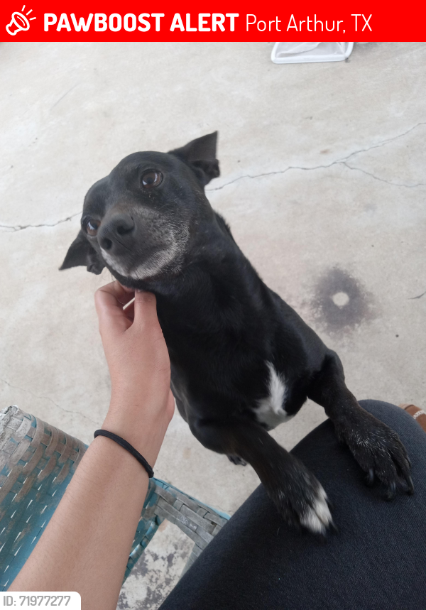 Lost Male Dog last seen 9th and 39th street near the power plant generators, Port Arthur, TX 77642