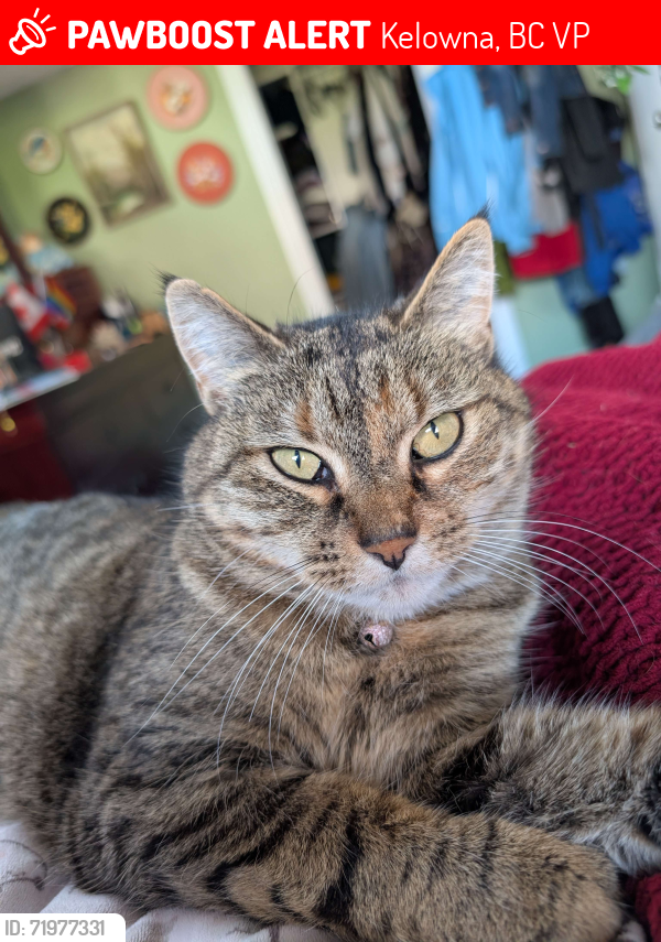 Lost Female Cat last seen Duncan Drive, Black Mountain, Kelowna, BC V1P