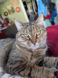 Lost Female Cat last seen Duncan Drive, Black Mountain, Kelowna, BC V1P