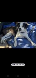 Lost Female Dog last seen Paypal park, San Jose, CA 95110