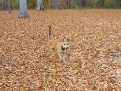Lost Female Dog last seen Kilgore's marina union county, Union County, TN 37870