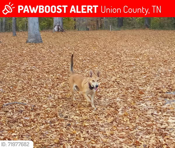 Lost Female Dog last seen Kilgore's marina union county, Union County, TN 37870