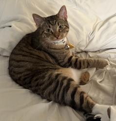 Lost Male Cat last seen 218th and 93rd Ave, Kent, WA 98031