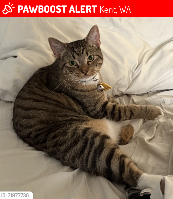 Lost Male Cat last seen 218th and 93rd Ave, Kent, WA 98031
