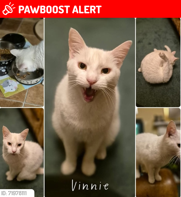 Lost Male Cat last seen Tramway near The Causey, Lostock Hall, England PR5