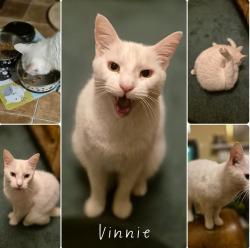 Lost Male Cat last seen Tramway near The Causey, Lostock Hall, England PR5