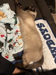 Lost Male Cat last seen North University ests, Lubbock, TX 79415