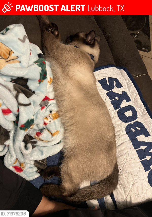 Lost Male Cat last seen North University ests, Lubbock, TX 79415