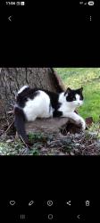 Lost Female Cat last seen Ox Drive near Tower Road and Greenridge , Brookfield, CT 06804