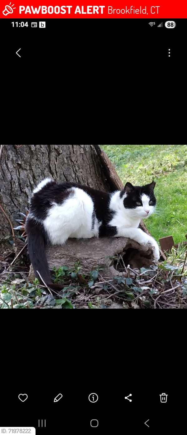 Lost Female Cat last seen Ox Drive near Tower Road and Greenridge, Brookfield, CT 06804