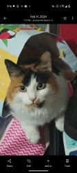 Lost Female Cat last seen Monument rd, Jacksonville, FL 32225