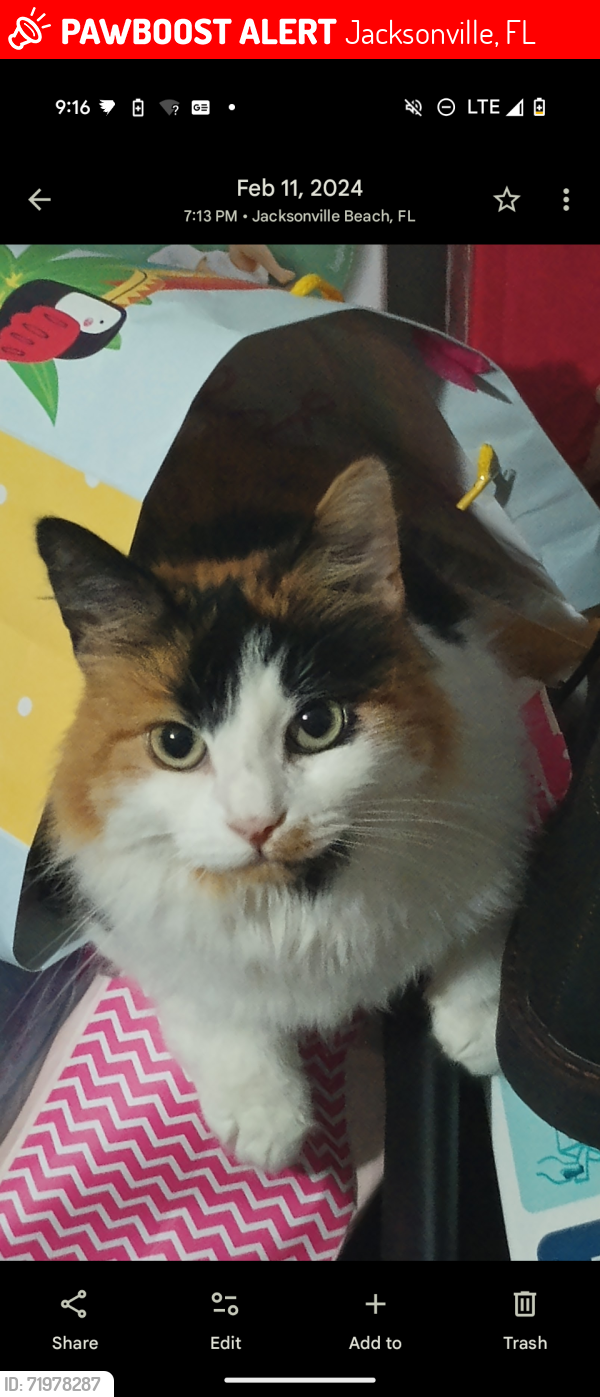 Lost Female Cat last seen Monument rd, Jacksonville, FL 32225